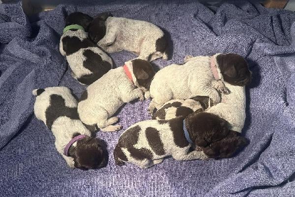 Wirehaired Pointing Griffon