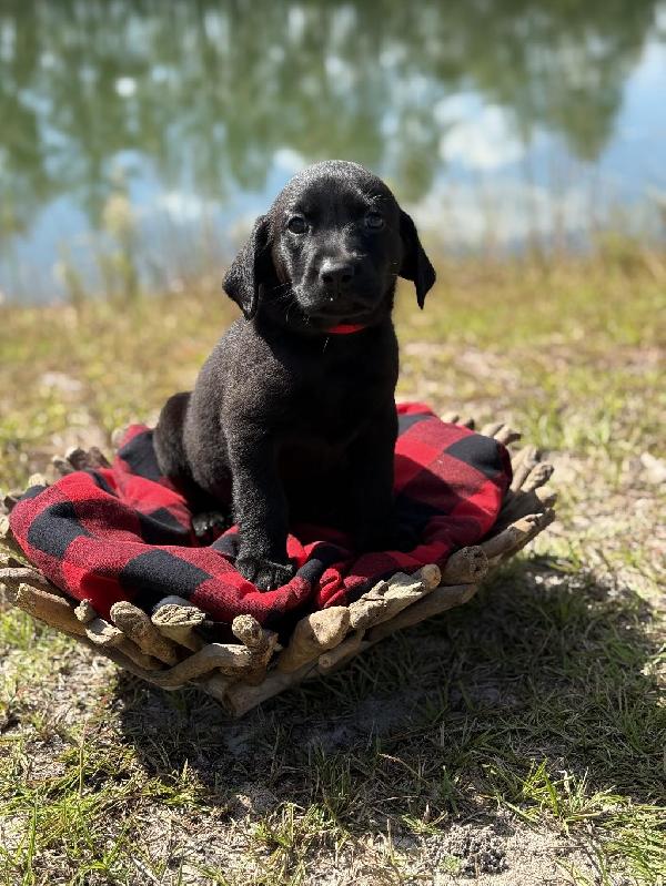 Labrador Retriever