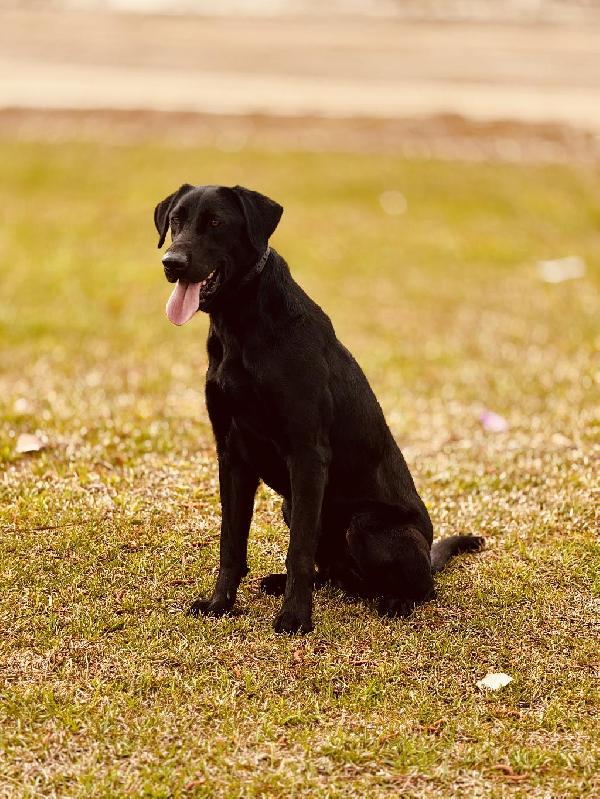 Labrador Retriever