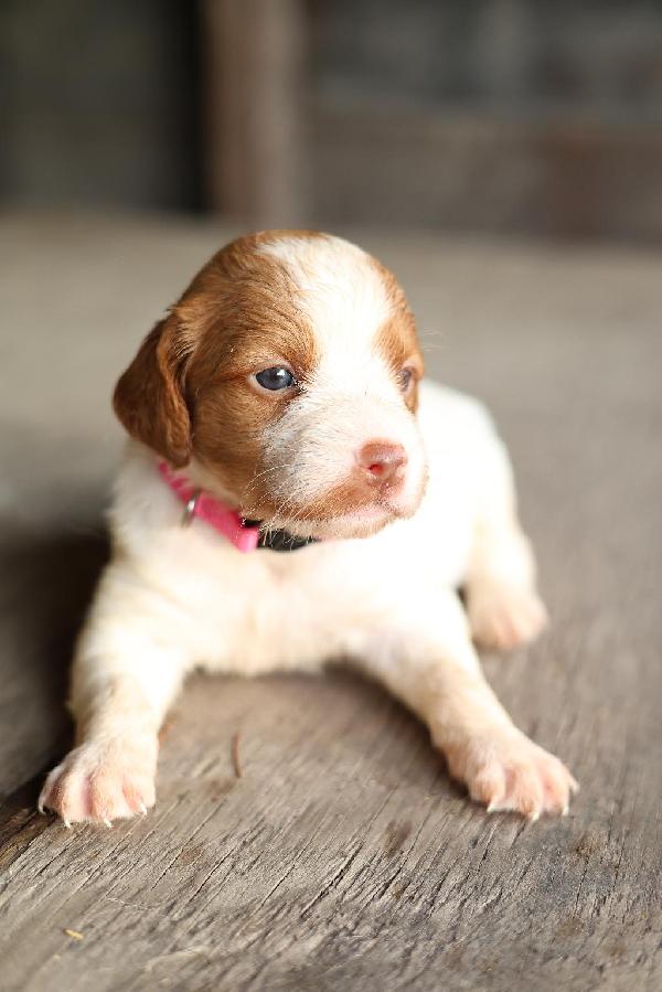 American Brittany