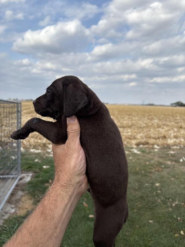 GERMAN SHORTHAIR POINTERS FOR SALE German Shorthaired Pointer