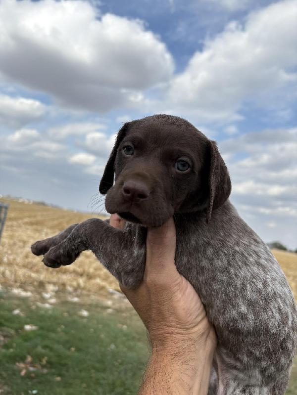 GERMAN SHORTHAIR POINTER FOR SALE German Shorthaired Pointer