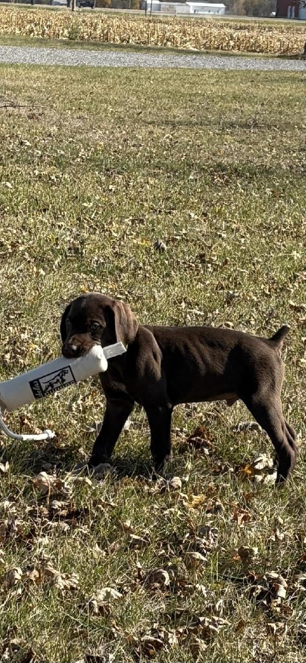 German Shorthaired Pointer