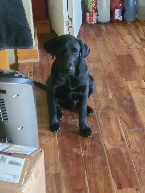 PHENOMENAL PEDIGREE Labrador Retriever