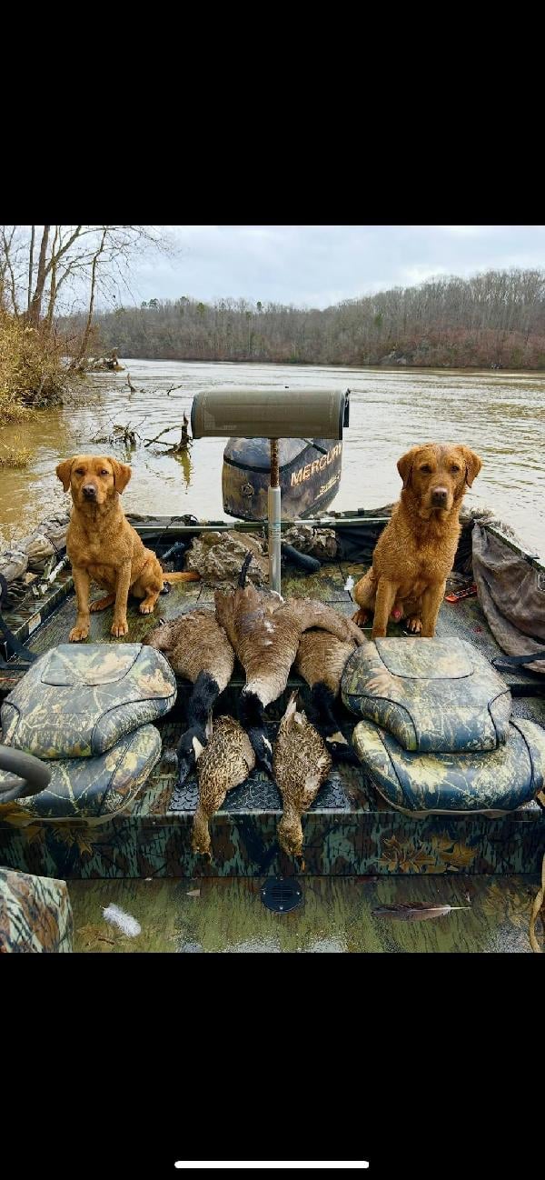British Labrador Retriever