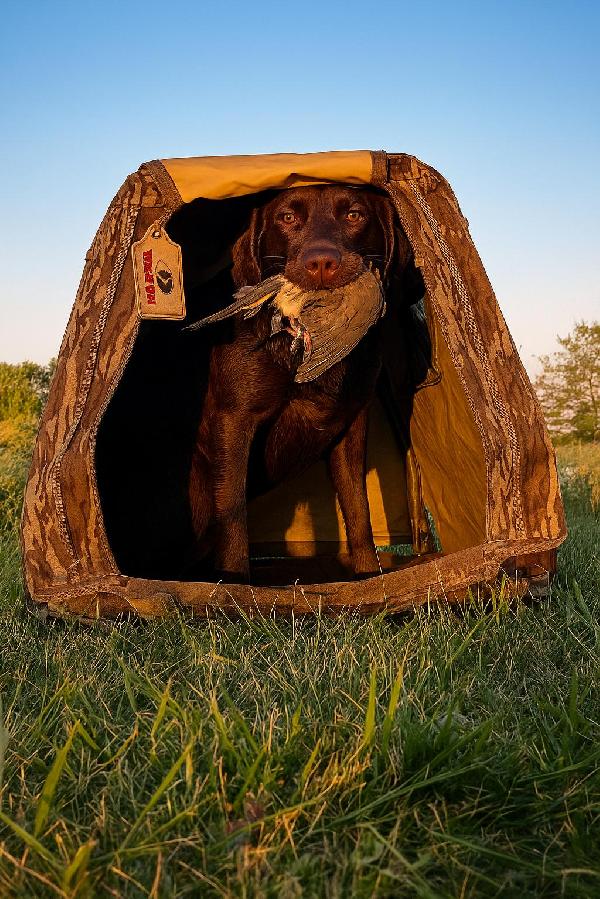 HOF PUPPIES FOR SALE Labrador Retriever