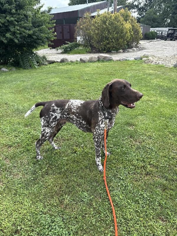 YOUNG MALE GSP German Shorthaired Pointer