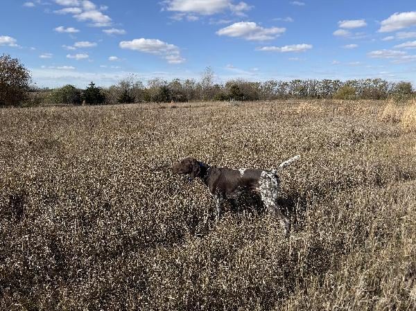 German Shorthaired Pointer