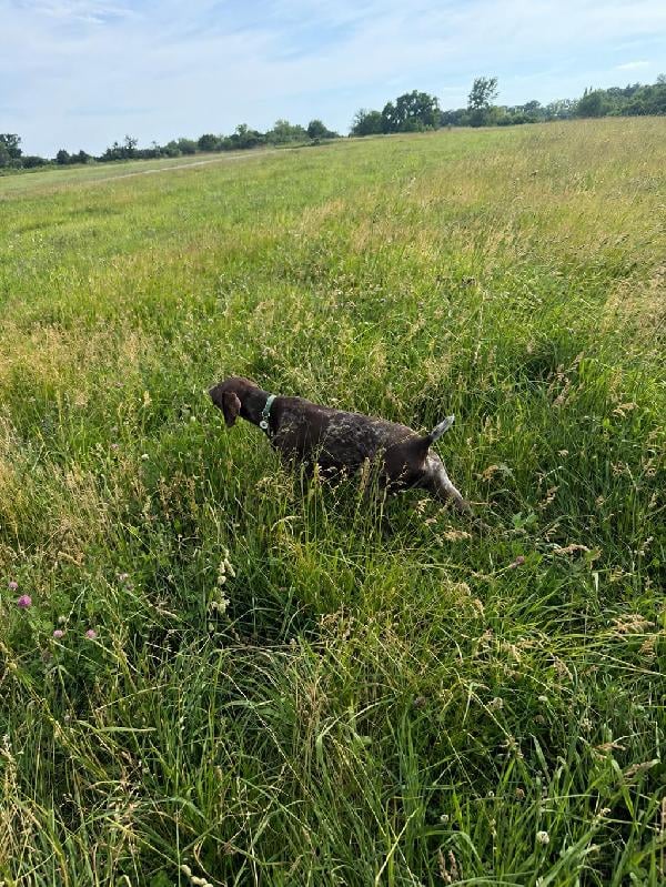 German Shorthaired Pointer