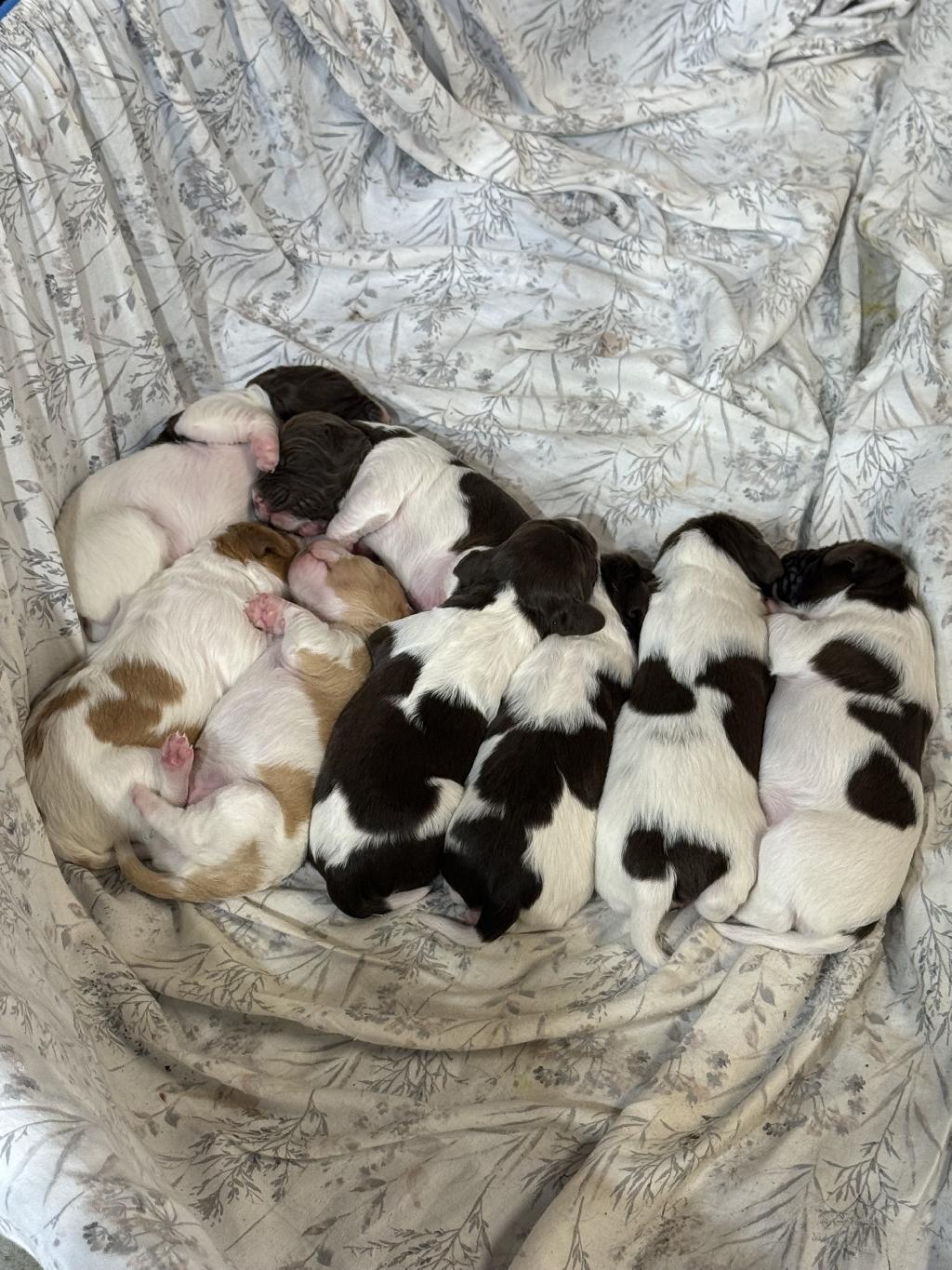 BRITTANY SPANIEL PUPPIES American Brittany