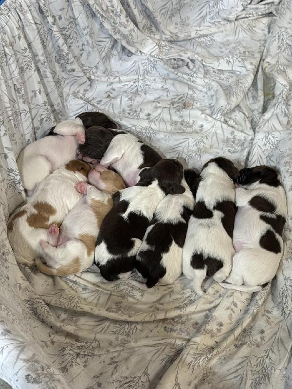 BRITTANY SPANIEL PUPPIES American Brittany