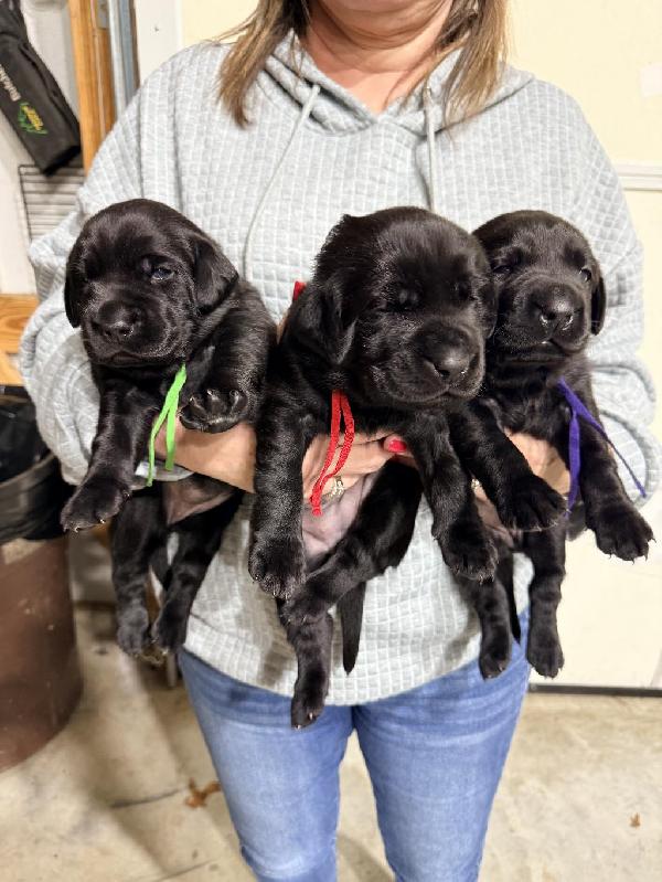 LAB PUPPIES Labrador Retriever