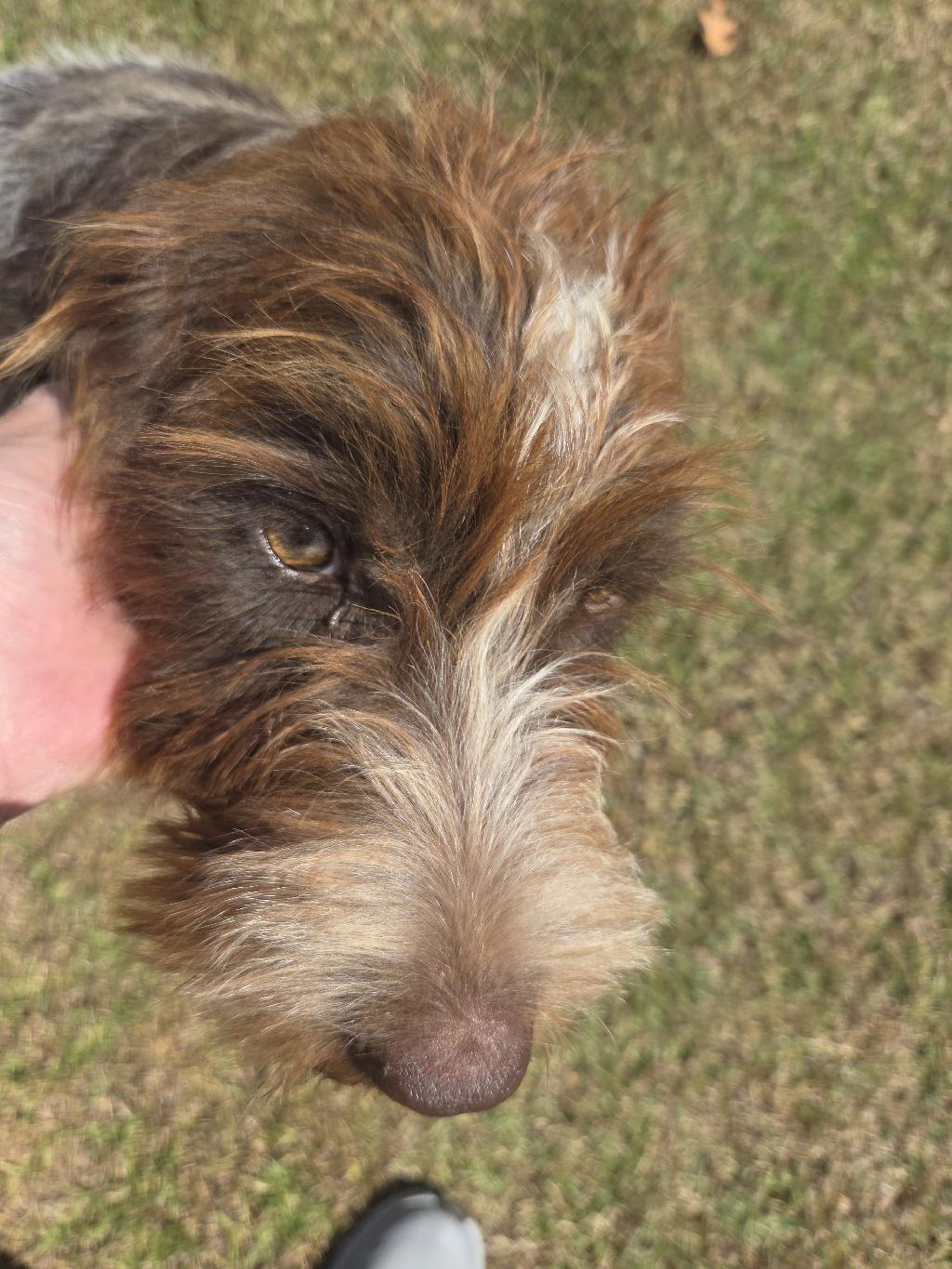 CHRISTMAS PUPPIES Wirehaired Pointing Griffon