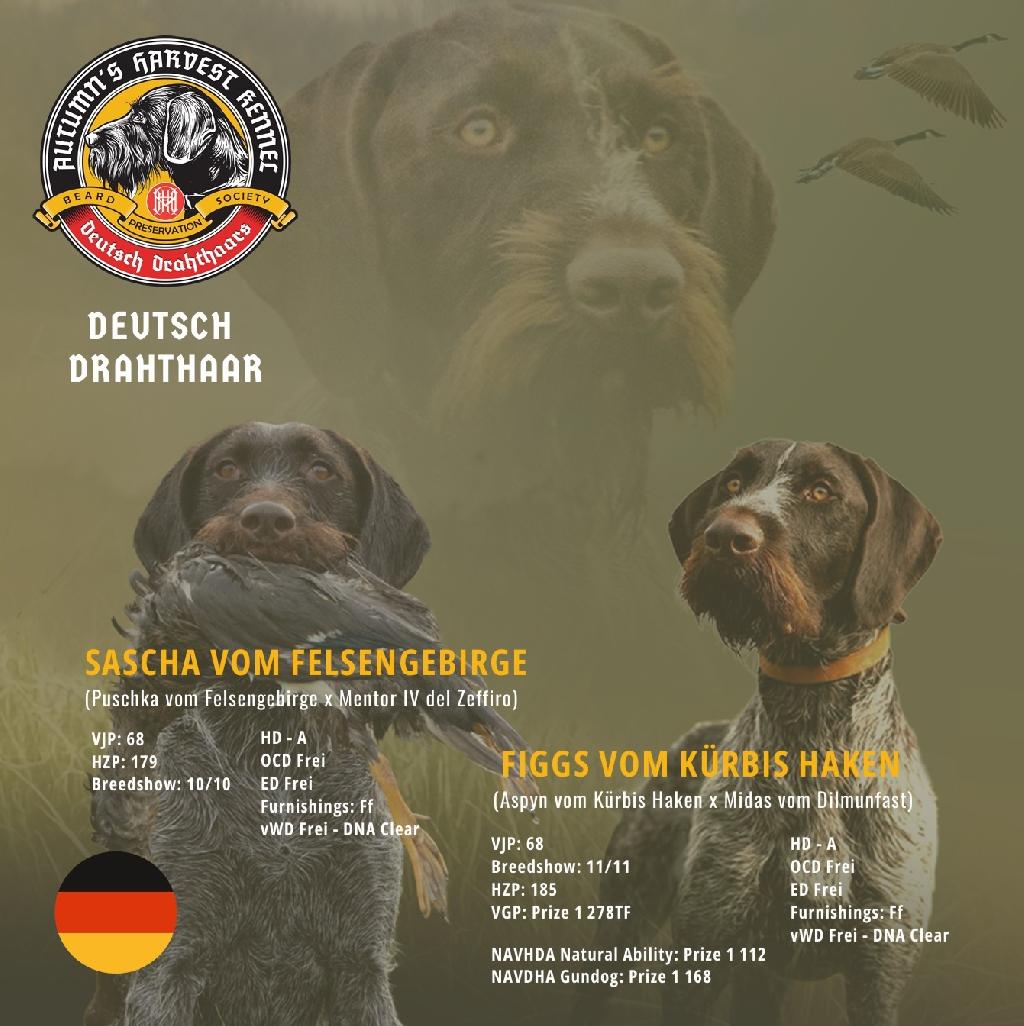LITTER ANNOUCEMENT FIGGS AND SASSY.JPG Deutsch Drahthaar