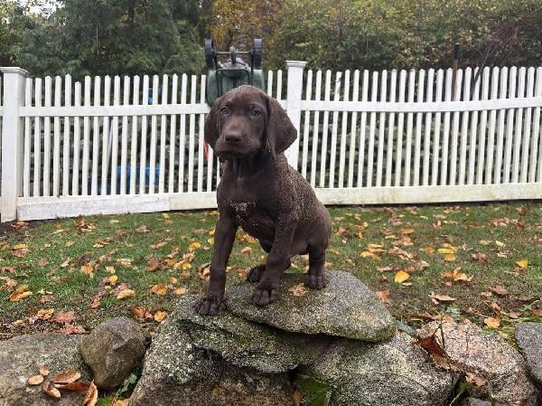 GERMAN SHORT HAIR POINTER PUPPY German Shorthaired Pointer
