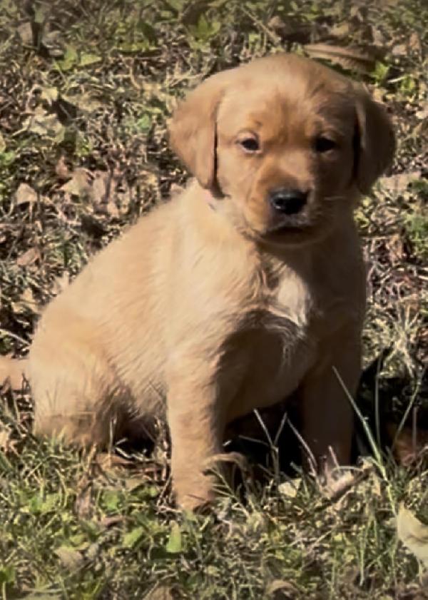 FOX RED BRITISH LAB LITTER Labrador Retriever