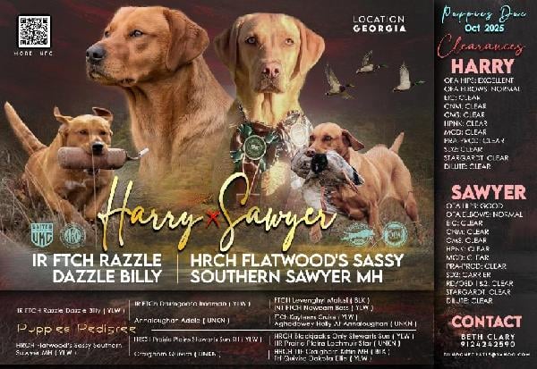 FOX RED BRITISH LAB LITTER Labrador Retriever