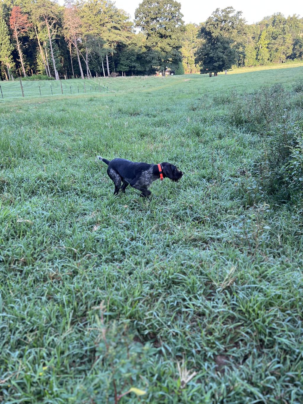 FINISHED GWP German Wirehaired Pointer