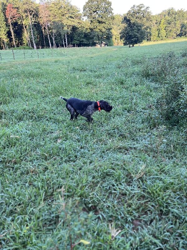 FINISHED GWP German Wirehaired Pointer