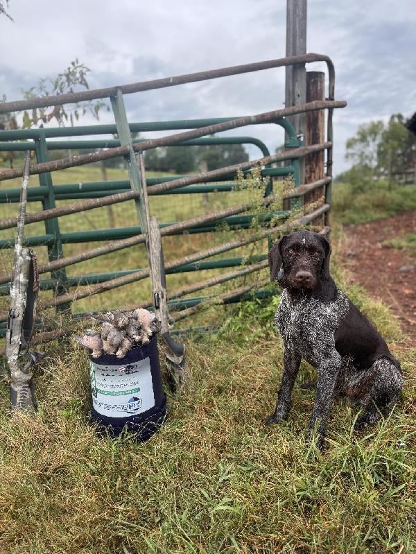 FINISHED GWP German Wirehaired Pointer