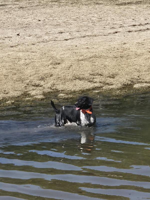 German Shorthaired Pointer