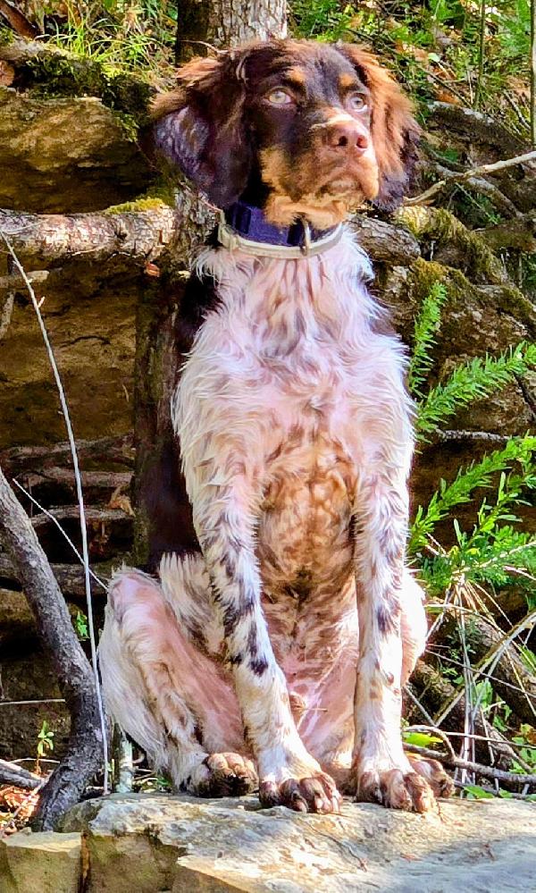 American Brittany