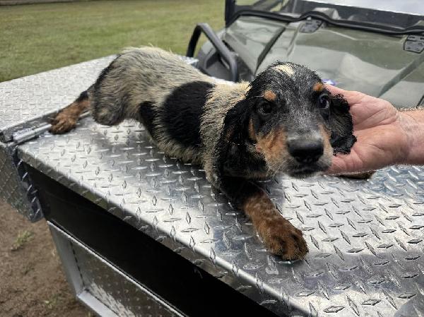 ENGLISH COCKER SPANIELS English Cocker Spaniel