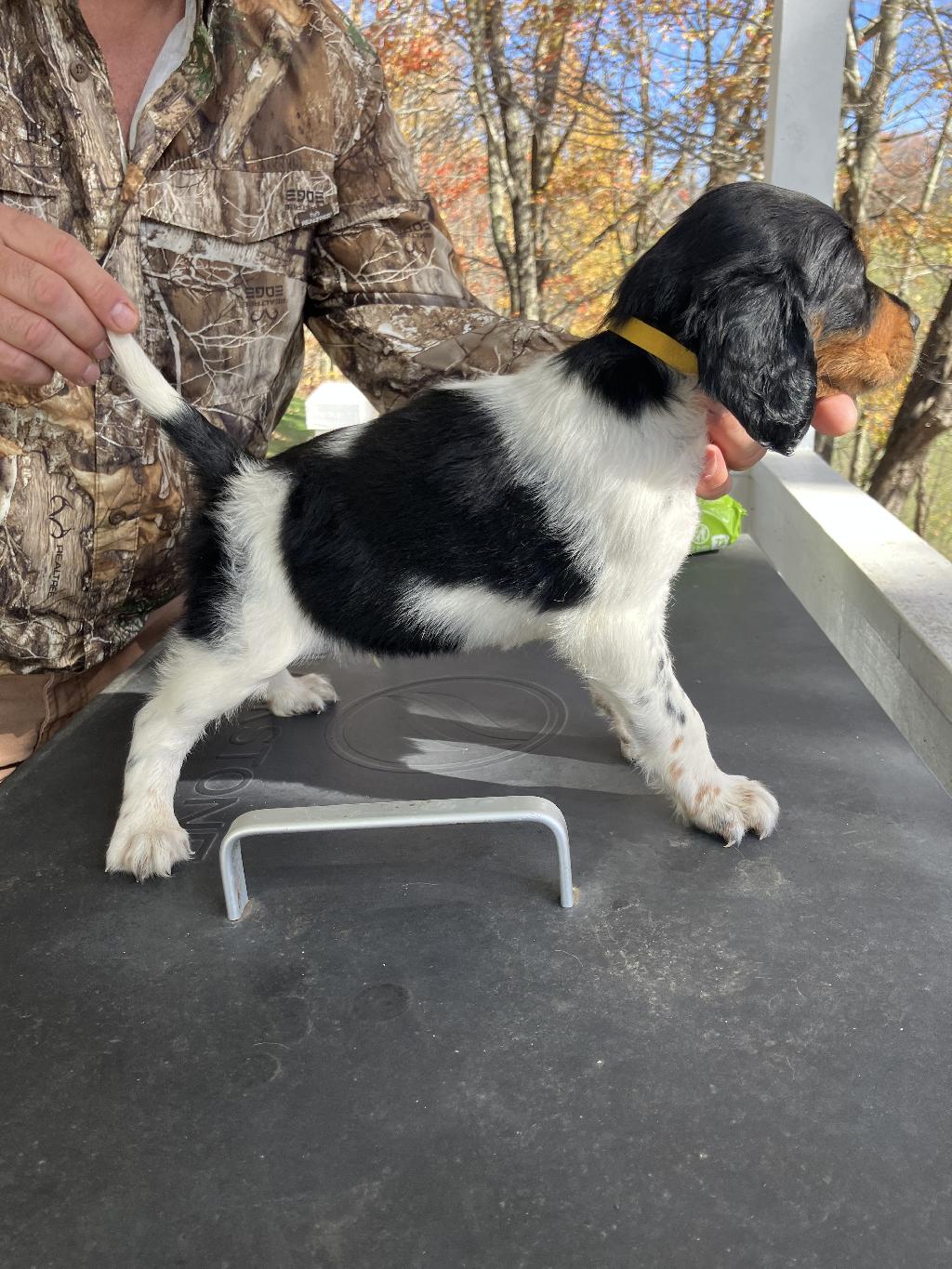 SETTER PUPPIES English Setter