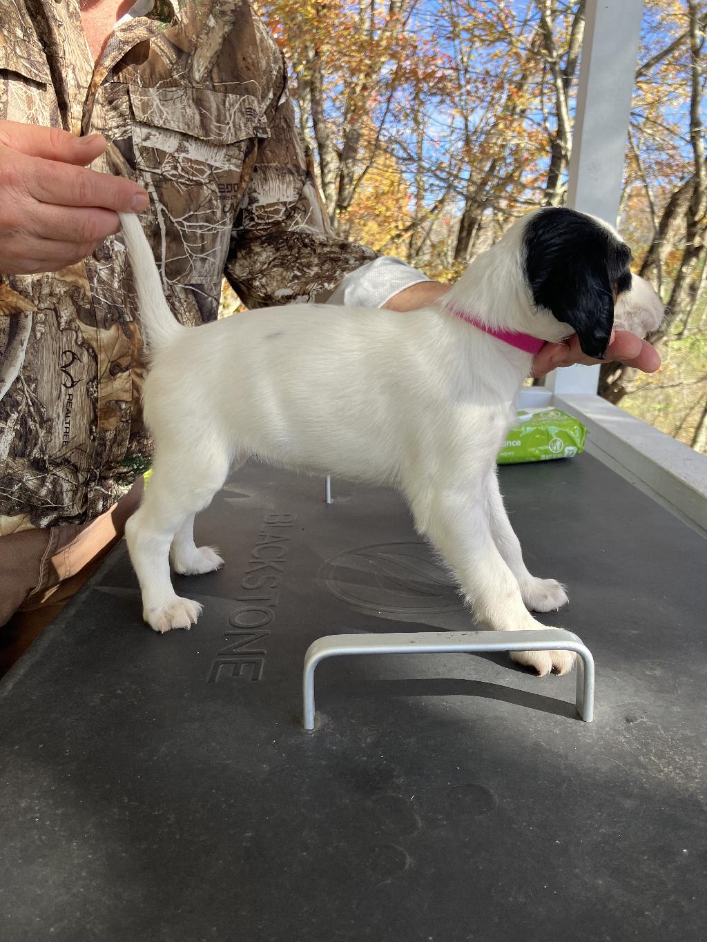 SETTER PUPPIES English Setter