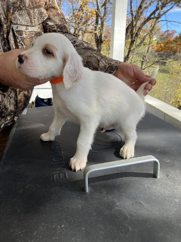 SETTER PUPPIES English Setter