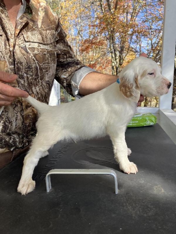 SETTER PUPPIES English Setter