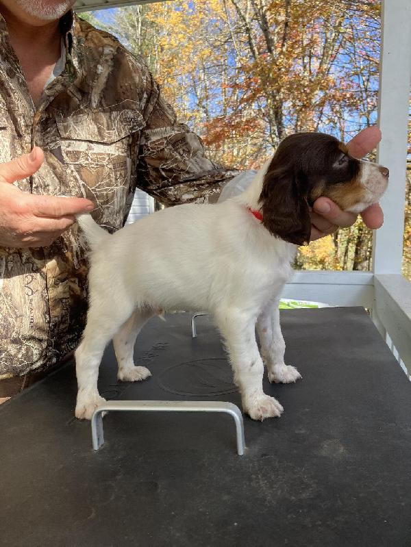 SETTER PUPPIES English Setter