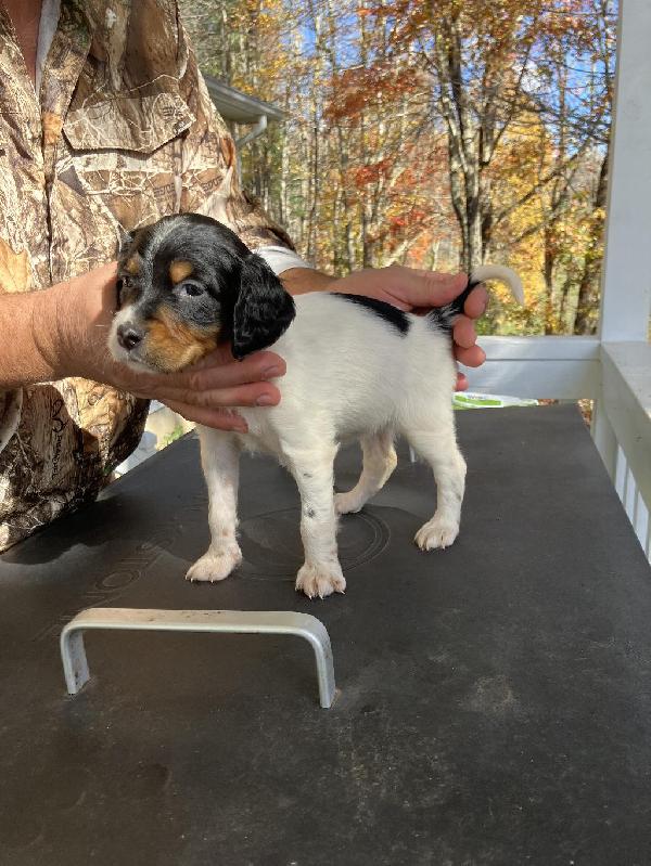 SETTER PUPPIES English Setter