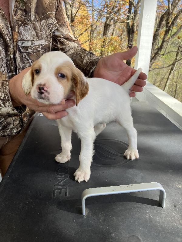 SETTER PUPPIES English Setter