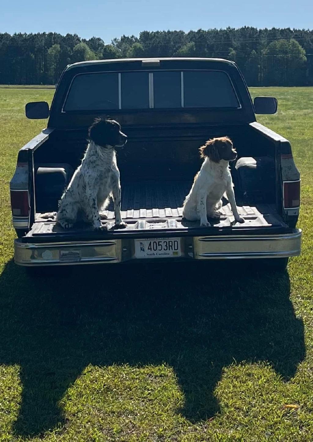 FIELD ENGLISH SPRINGER SPANIEL PUPS English Springer Spaniel