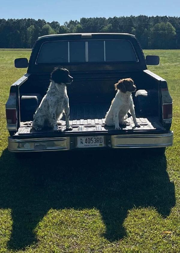FIELD ENGLISH SPRINGER SPANIEL PUPS English Springer Spaniel