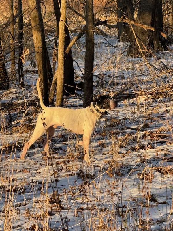 FINISHED POINTER ** DILLON English Pointer