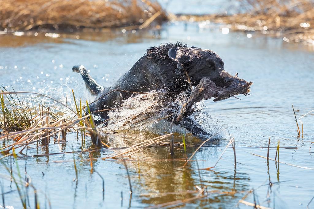 ottis swimming.JPG Labrador Retriever