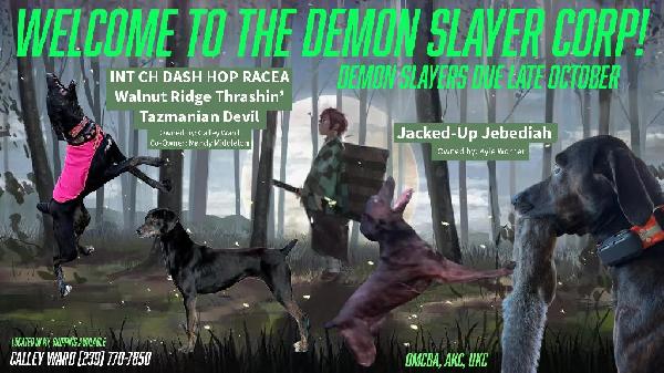 OMCBA/AKC FSS MOUNTAIN CUR PUPPIES Mountain Cur