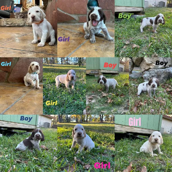 SPINONE ITALIANO PUPPIES FOR SALE Spinone Italiano