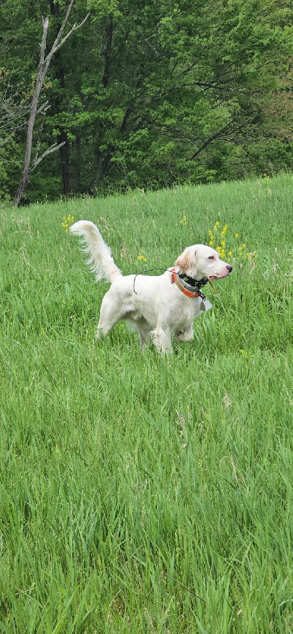 OFFERING FREE STUD SERVICE - NE PENNSYLVANIA English Setter