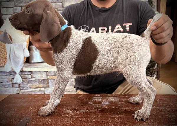 GERMAN SHORT HAIRED POINTER German Shorthaired Pointer