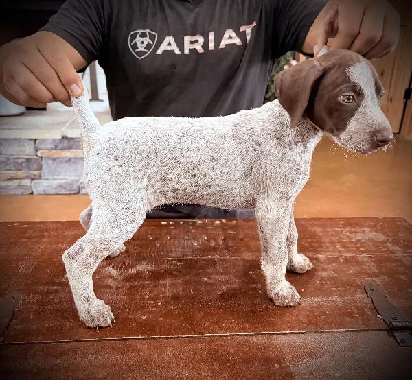 German Shorthaired Pointer