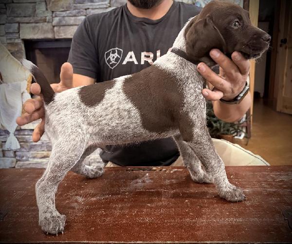 German Shorthaired Pointer
