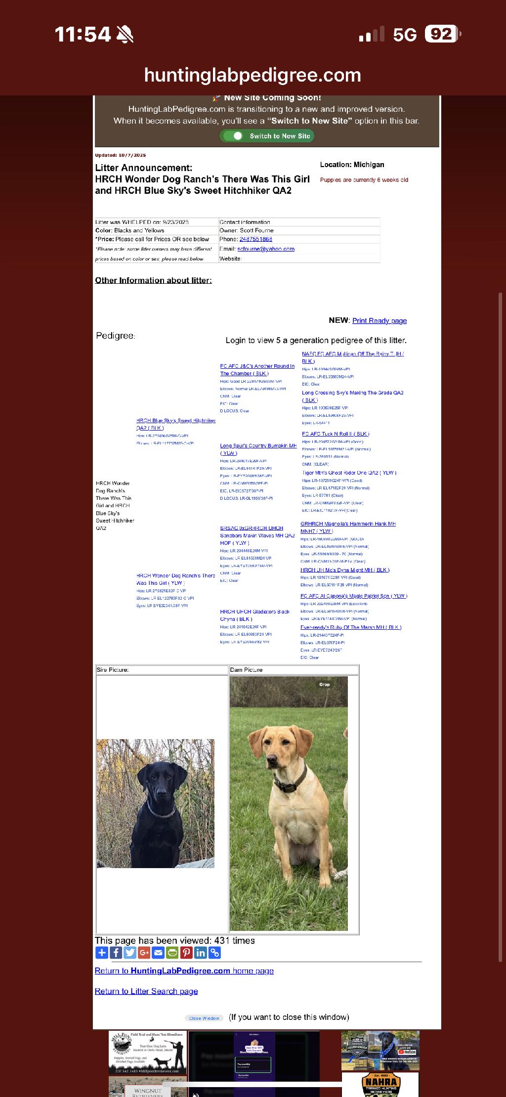 HUNT/TEST PROVEN LABRADOR PUPS 4SALE Labrador Retriever