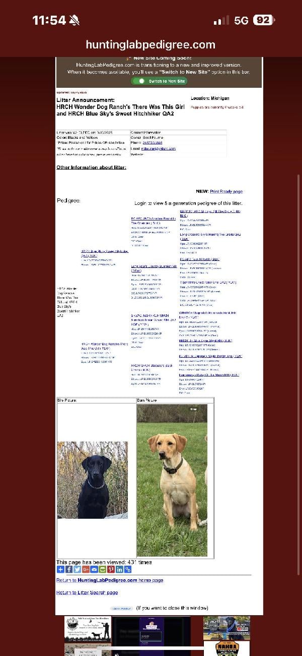HUNT/TEST PROVEN LABRADOR PUPS 4SALE Labrador Retriever