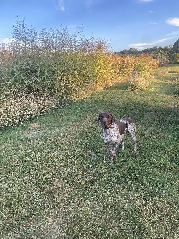 German Shorthaired Pointer