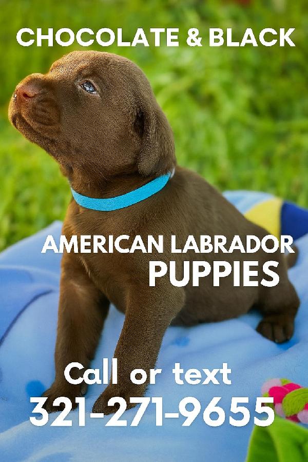 MHC THANKSGIVING CHOCOLATE LABRADORS Labrador Retriever