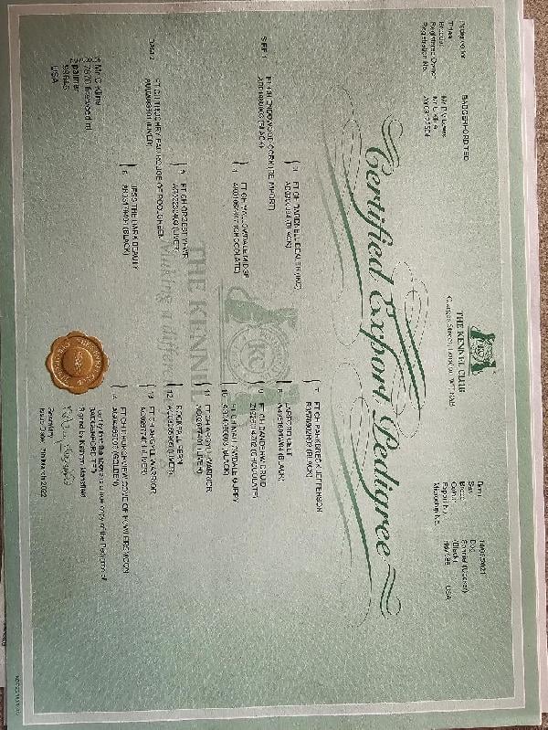 English Cocker Spaniel