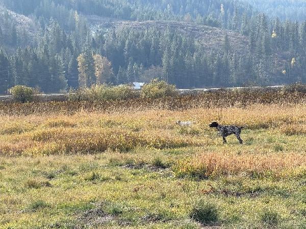POINTERSHORTHAIR PUPS German Shorthaired Pointer